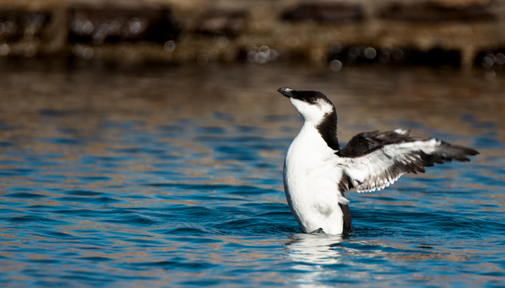 Pingouin torda à Collioure ©Pierre Sarrouy - LPO66